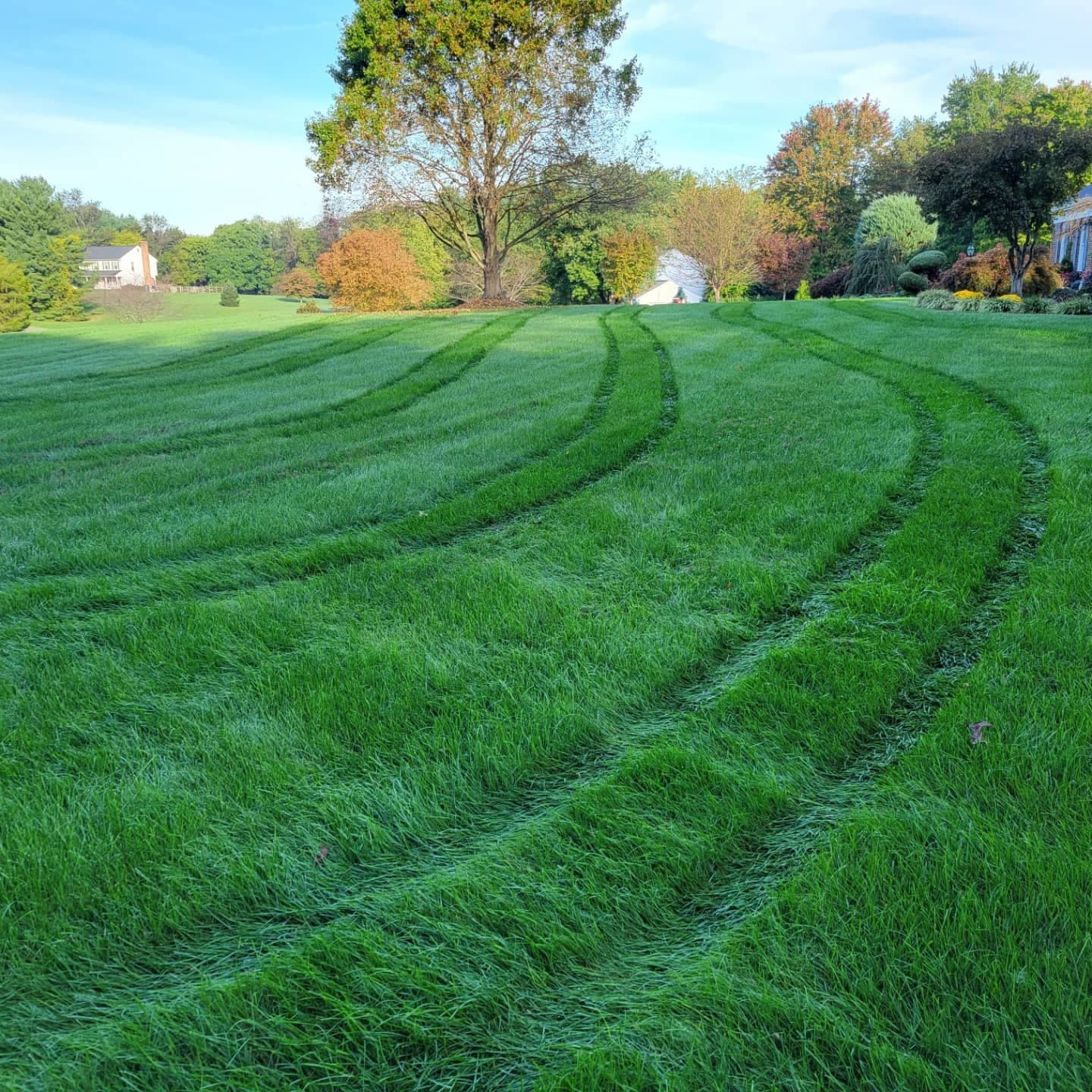 Deep-green fertilized lawn with spreader tire tracks curving through it, fall trees in the background