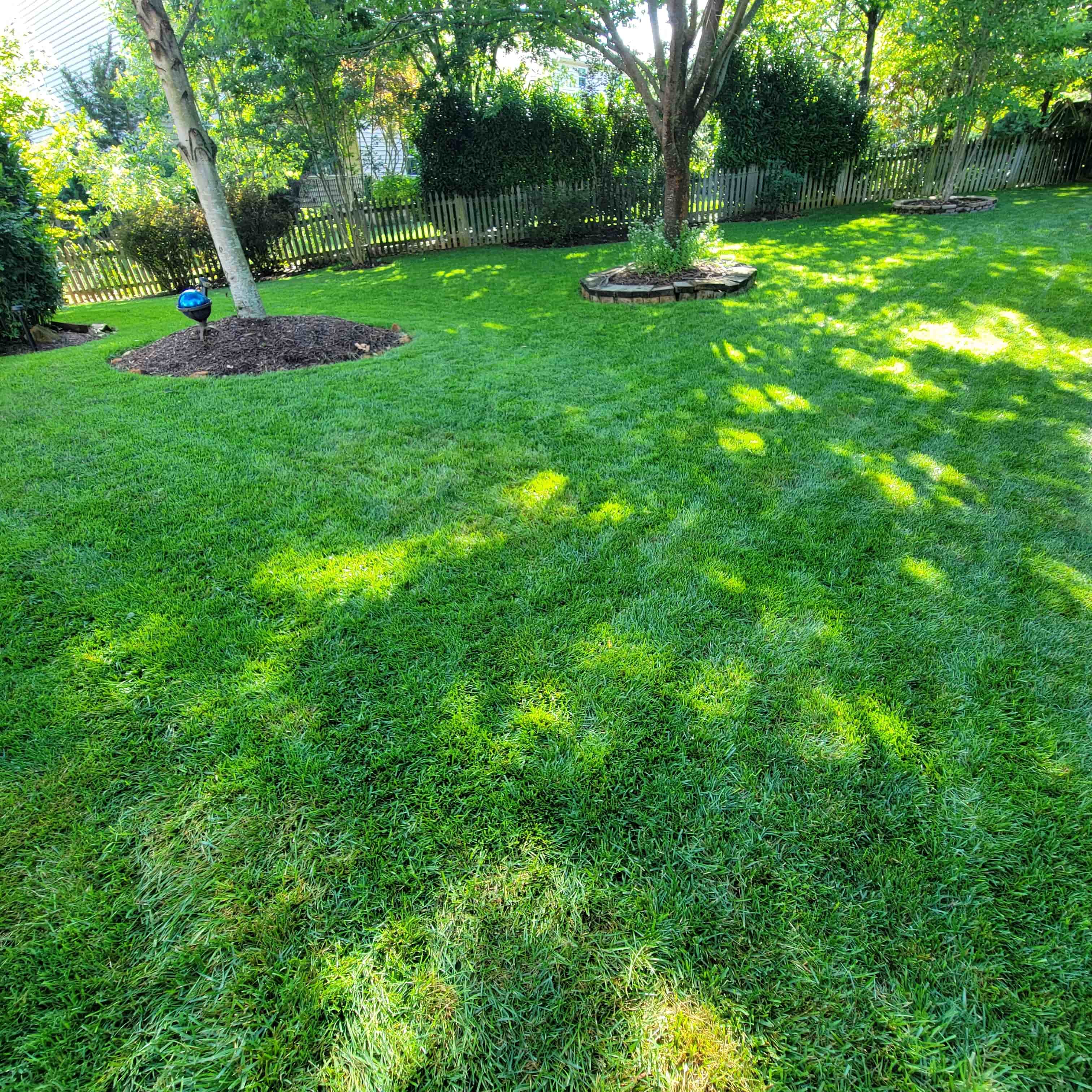 A dense fall lawn after core aeration and overseeding by Simply Turf