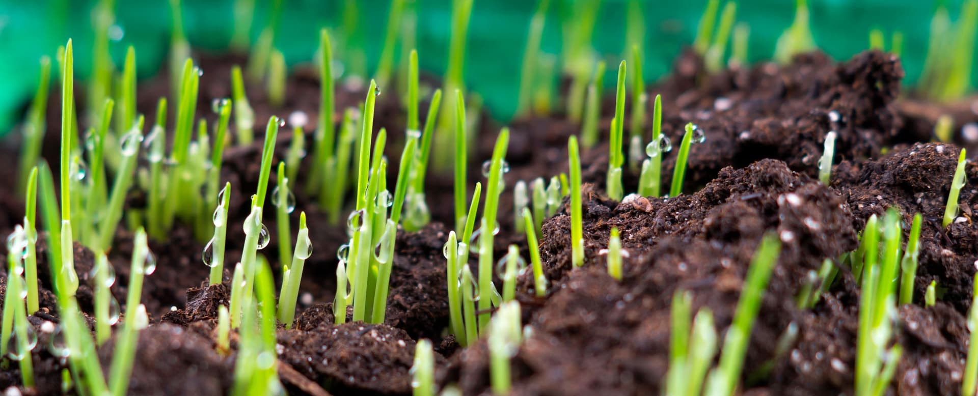 Compost improves seed germination and early root development