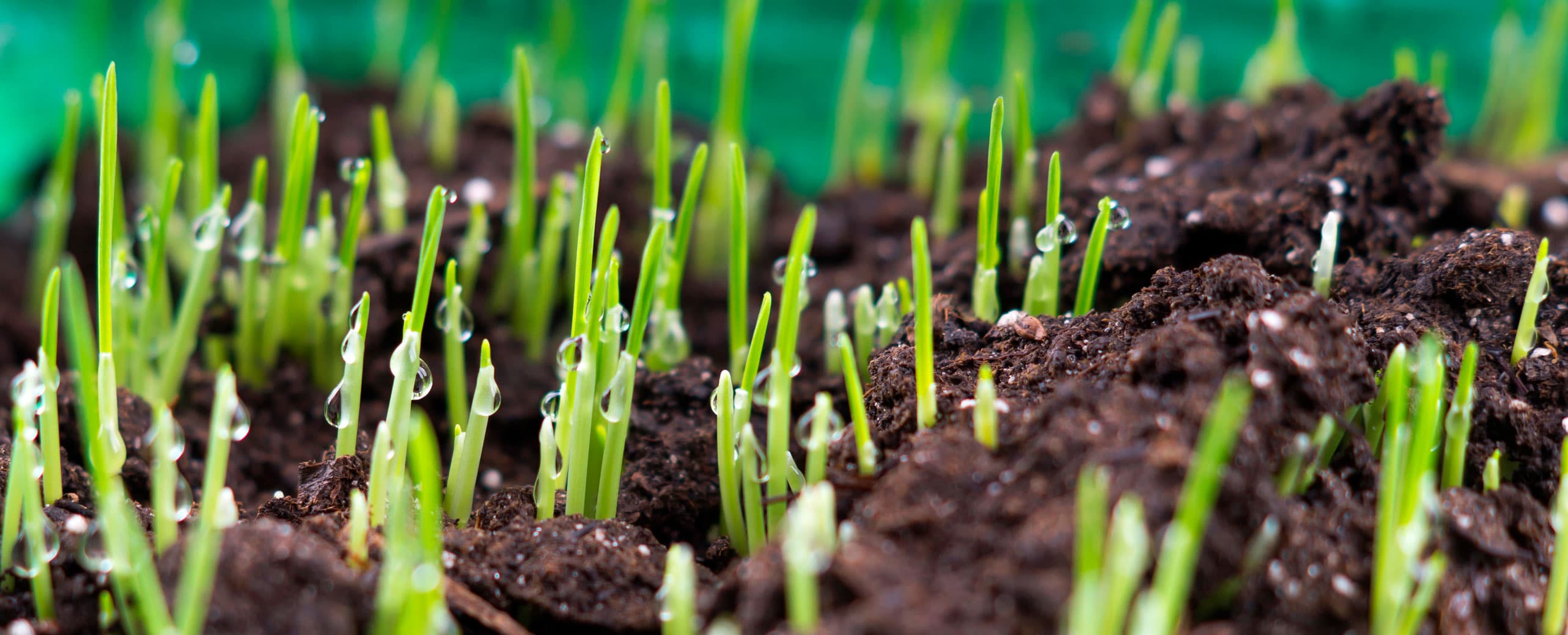New grass coming up through dark, rich soil