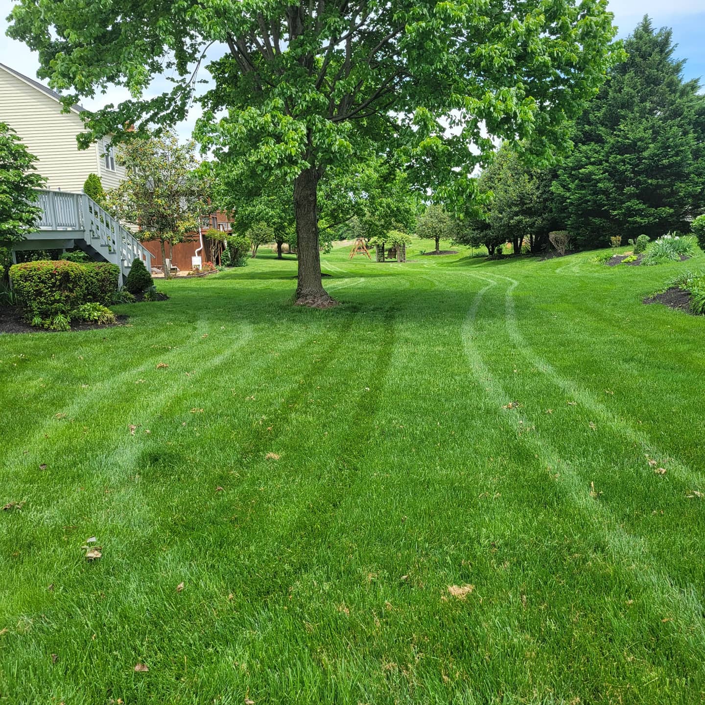 Deep green, striped tall fescue lawn under a shade tree