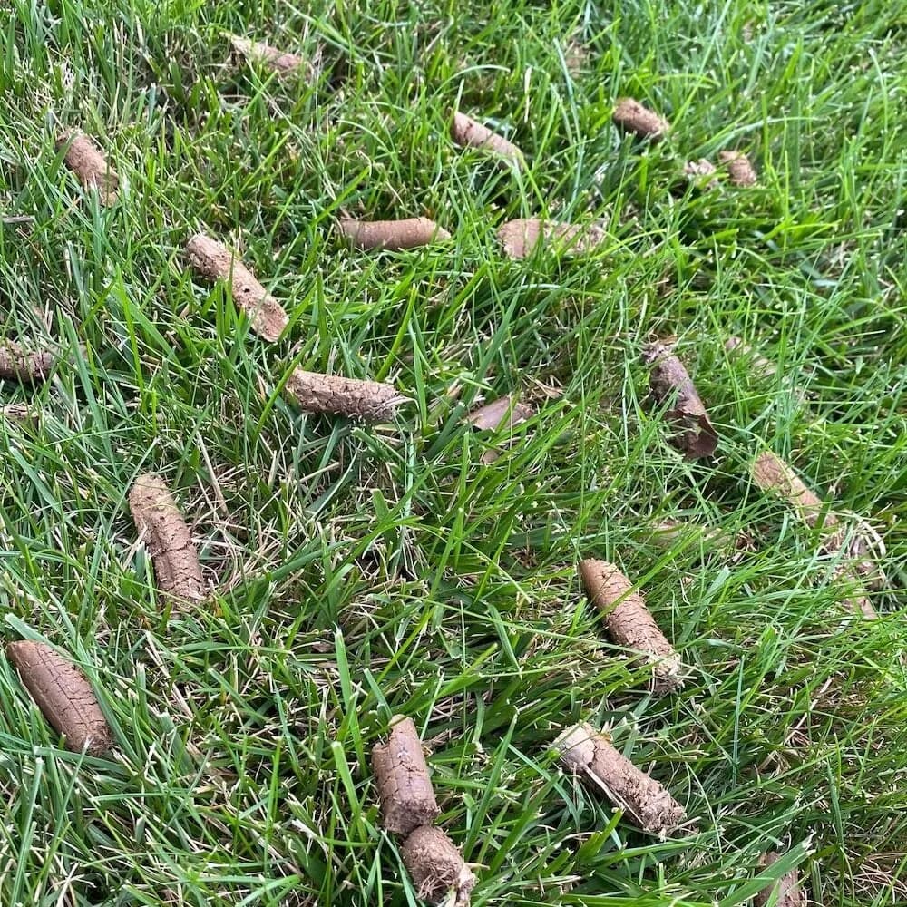 Fresh aeration cores scattered across a green tall fescue lawn