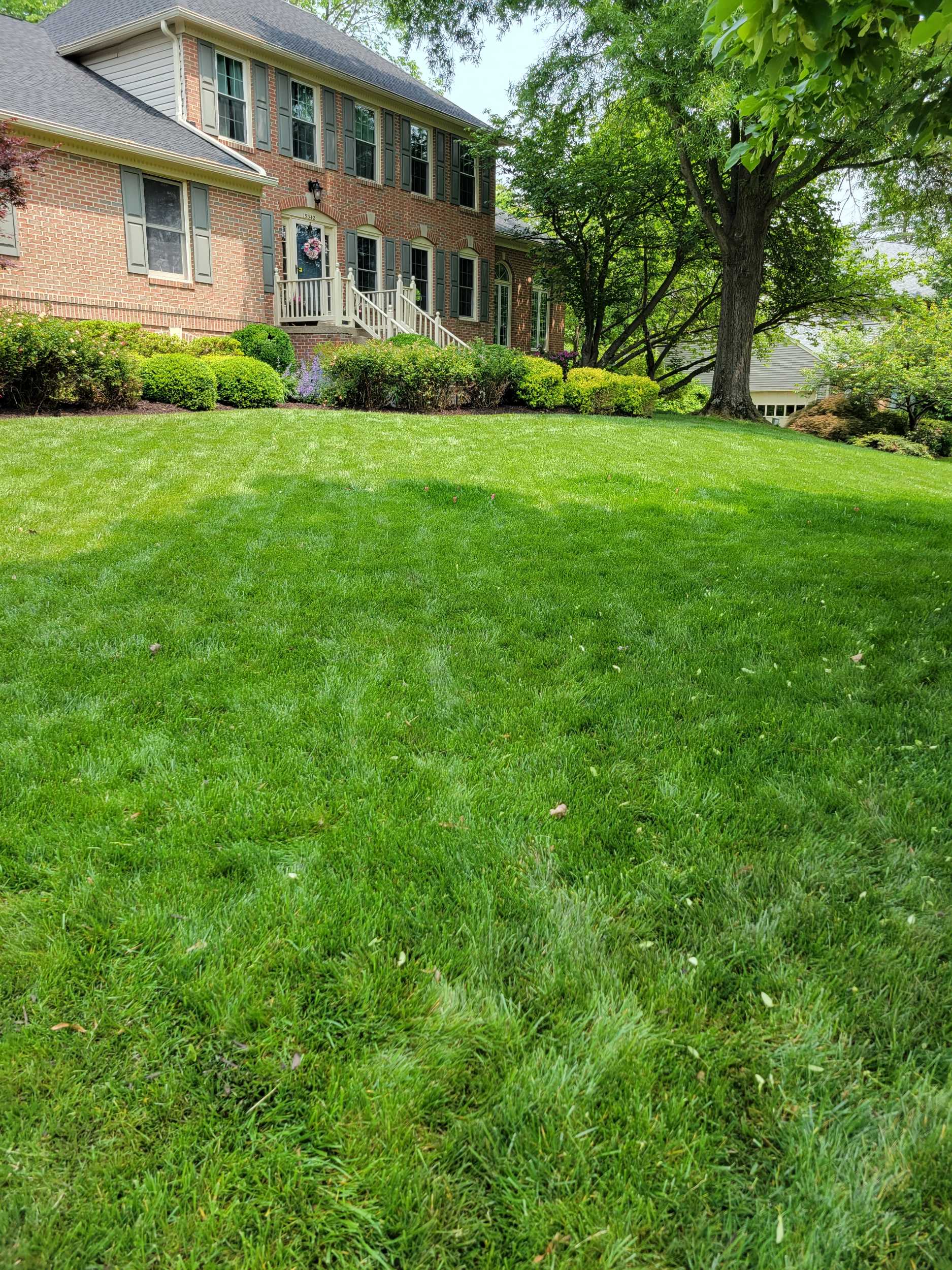 A thick, healthy tall fescue lawn in front of a brick Northern Virginia home