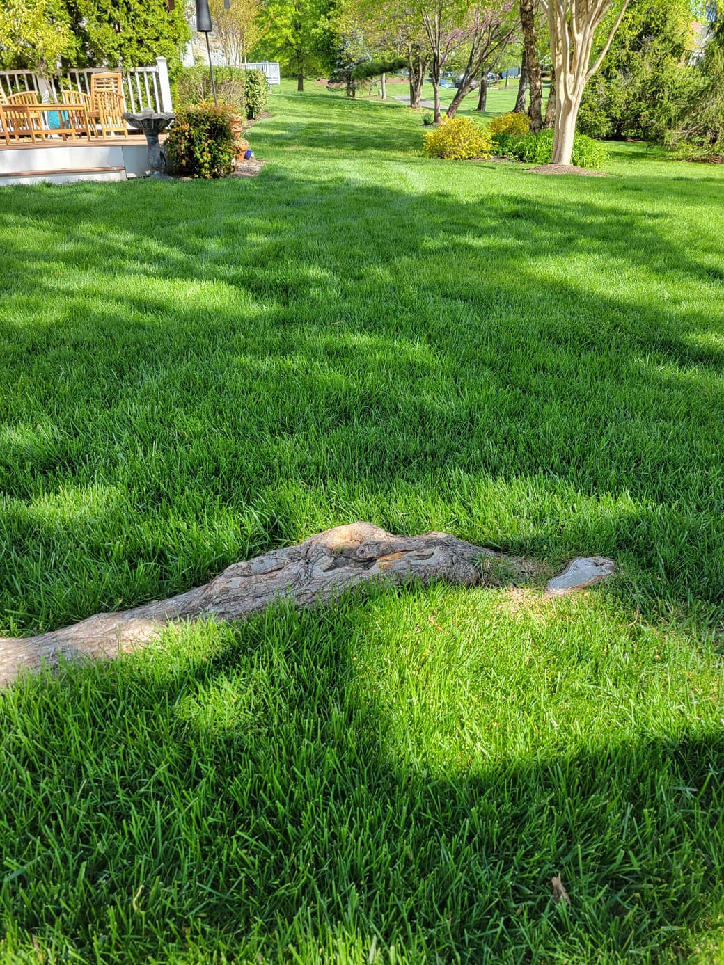 Weed-free backyard maintained by Simply Turf